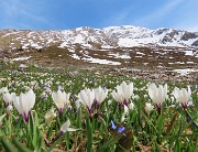 04 Crocus vernus (Zafferano maggiore) e Scilla bifolia (Scilla silvestre) con vista in Arera